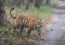 25 people killed in human-wildlife conflict in Chandrapur district