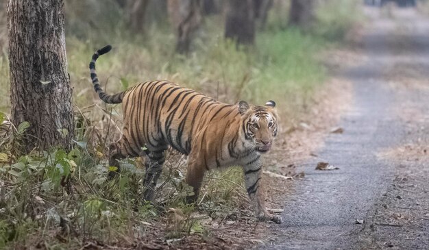 25 people killed in human-wildlife conflict in Chandrapur district
