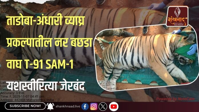 ताडोबा-अंधारी व्याघ्र प्रकल्पातील नर बछडा वाघ T-91 SAM-1 यशस्वीरित्या जेरबंद