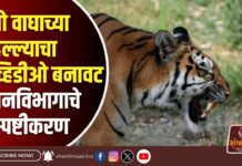 तो वाघाच्या हल्ल्याचा व्हिडीओ बनावट – वनविभागाचे स्पष्टीकरण