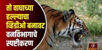 तो वाघाच्या हल्ल्याचा व्हिडीओ बनावट – वनविभागाचे स्पष्टीकरण