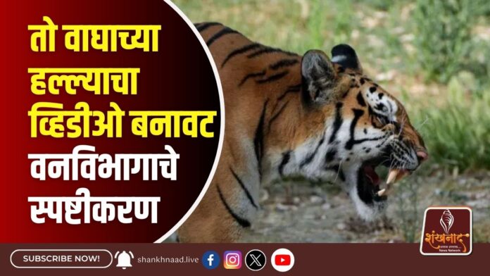 तो वाघाच्या हल्ल्याचा व्हिडीओ बनावट -वनविभागाचे स्पष्टीकरण